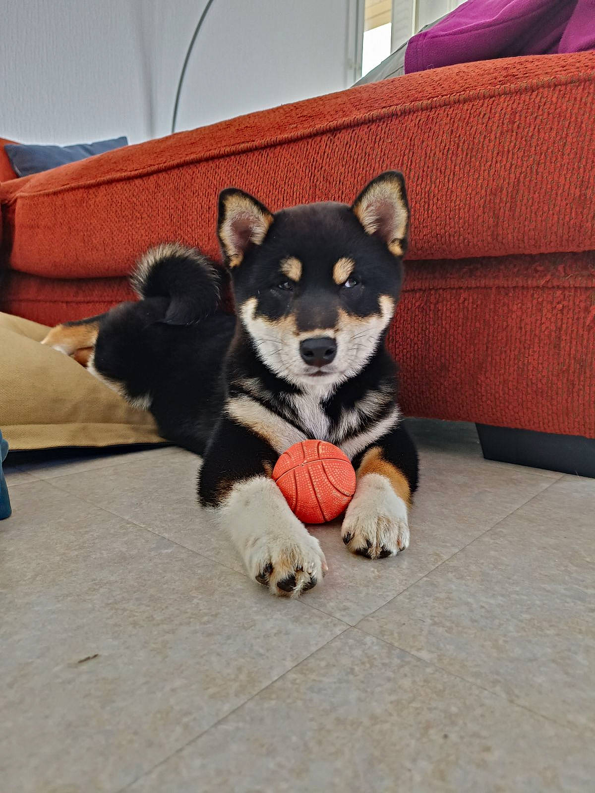 Uryo a rejoint le concours — aidez-le/la à gagner de superbes lots ! carnivore, chihuahua, comfort, companion_dog, couch, dog, dog_breed, dog_supply, flooring, fur, living_room, paw, pillow, tail, terrestrial_animal, toy, toy_dog, whiskers, working_animal, working_dog