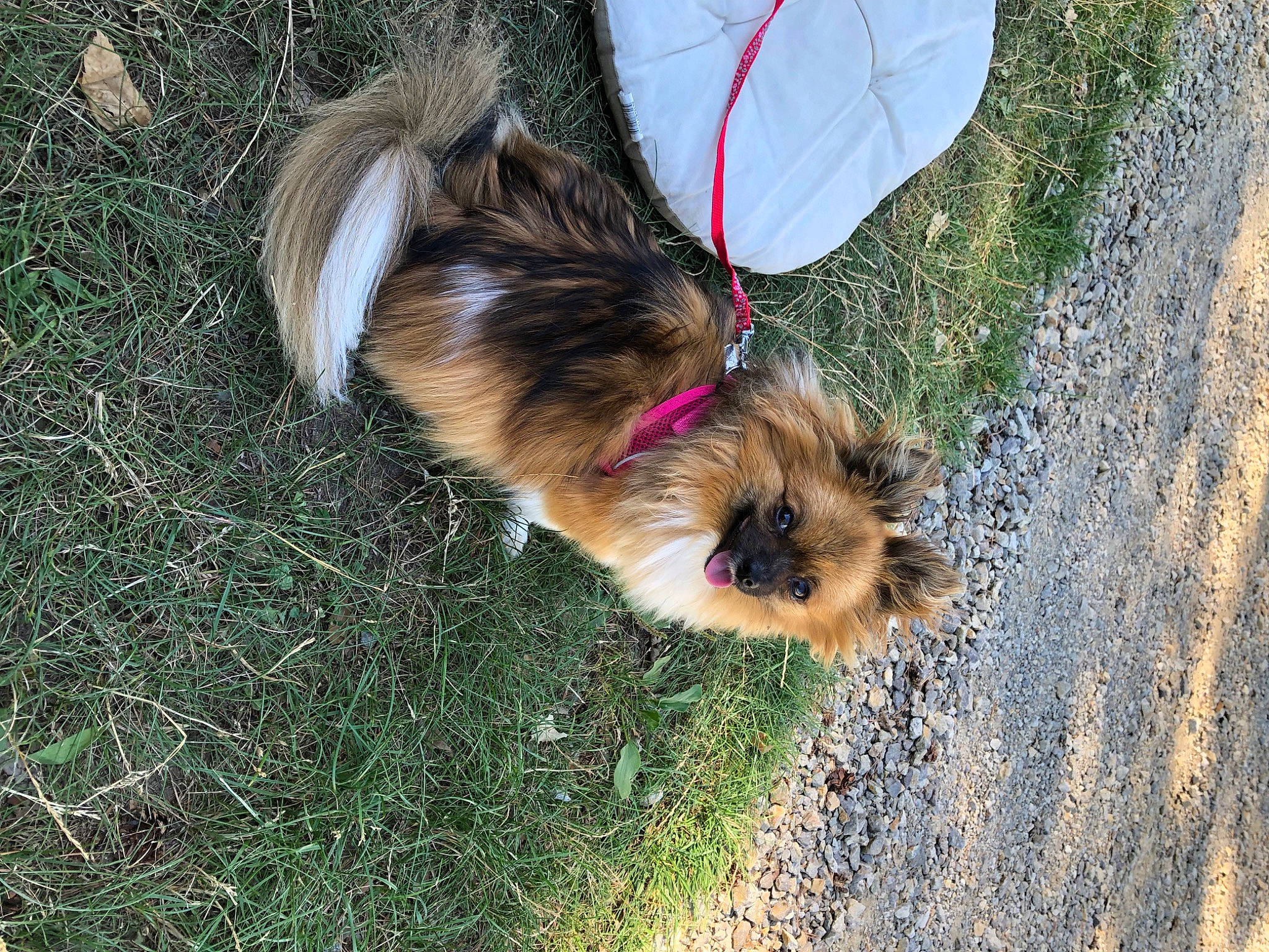 Ruby a rejoint le concours — aidez-le/la à gagner de superbes lots ! carnivore, collar, companion_dog, dog, dog_breed, dog_supply, fawn, fur, grass, leash, pet_supply, plant, small_terrier, snout, sporting_group, squirrel, tail, terrier, toy_dog, yorkipoo