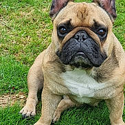 Rumba a rejoint le concours — aidez-le/la à gagner de superbes lots ! french_bulldog, dog, pet, animal, grass, outdoor, canine, brown, white_chest, ears_up, sitting, portrait, close_up, cute, fur, paw, snout, watchful, nature, daylight