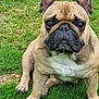 french_bulldog, dog, pet, animal, grass, outdoor, canine, brown, white_chest, ears_up, sitting, portrait, close_up, cute, fur, paw, snout, watchful, nature, daylight