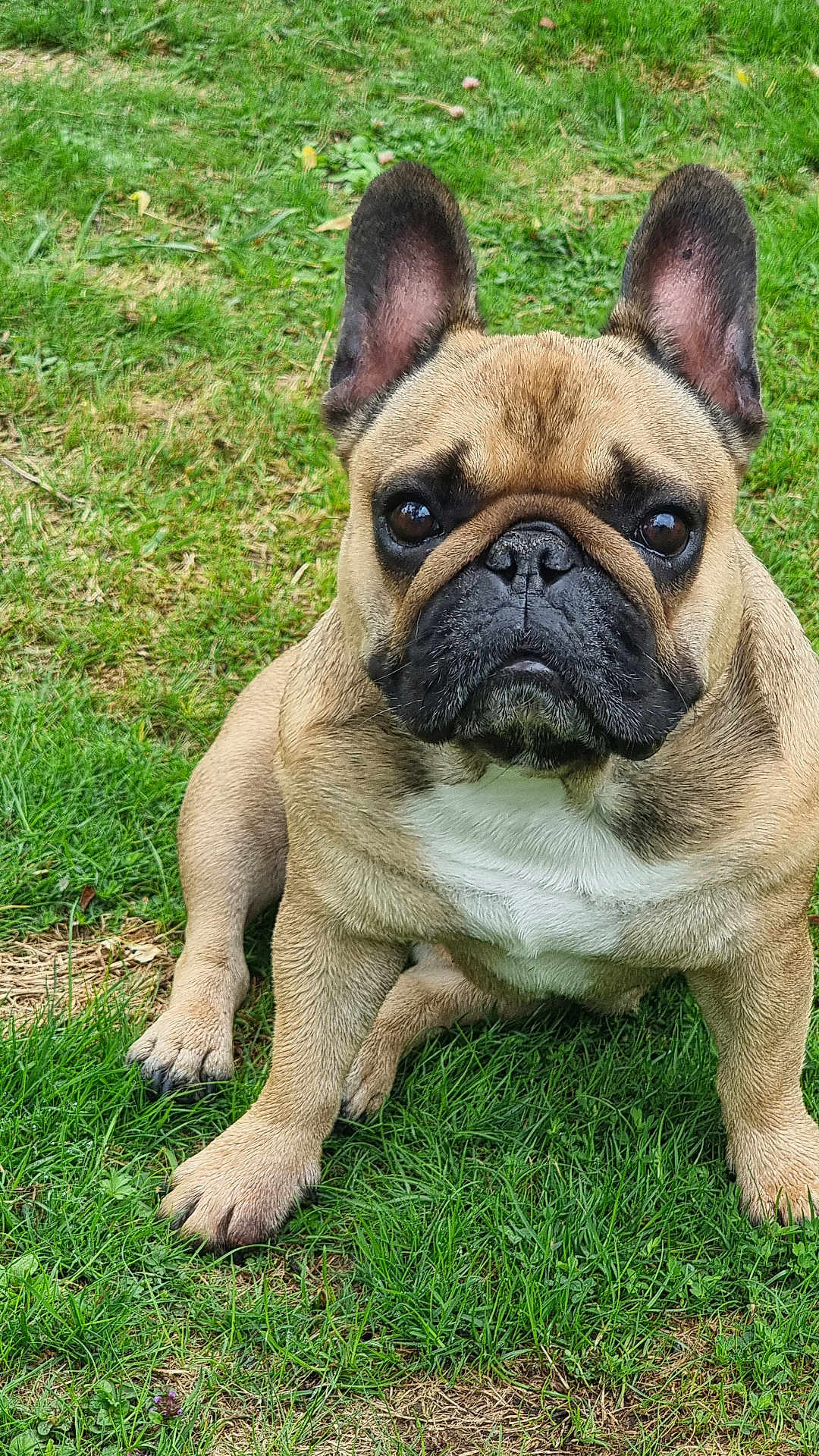 Rumba a rejoint le concours — aidez-le/la à gagner de superbes lots ! french_bulldog, dog, pet, animal, grass, outdoor, canine, brown, white_chest, ears_up, sitting, portrait, close_up, cute, fur, paw, snout, watchful, nature, daylight