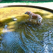Bosco a rejoint le concours — aidez-le/la à gagner de superbes lots ! animal, canine, collar, daylight, dog, fountain, golden_retriever, grass, nature, outdoor, park, pet, reflection, ripples, shallow_water, summer, sunlight, tree, walking, water