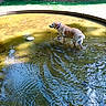 animal, canine, collar, daylight, dog, fountain, golden_retriever, grass, nature, outdoor, park, pet, reflection, ripples, shallow_water, summer, sunlight, tree, walking, water