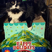 Babyface Killah is registered to the contest to win money with this photo: cat, cats, tuxedo_cat, black_and_white, longhaired, pet, animal, sitting, portrait, holiday, christmas, festive, cat_house, scratching_post, cardboard, decoration, happy_holidays, nutcracker, indoor, whiskers