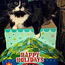 cat, cats, tuxedo_cat, black_and_white, longhaired, pet, animal, sitting, portrait, holiday, christmas, festive, cat_house, scratching_post, cardboard, decoration, happy_holidays, nutcracker, indoor, whiskers