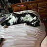 cat, black_and_white, fluffy, long_hair, lying_down, belly_up, sleeping, relaxed, whiskers, paws, bed, blanket, bedroom, dresser, furniture, indoor, home, pet, portrait, cozy