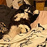 cat, tuxedo_cat, pet, animal, black_and_white, long_hair, whiskers, green_eyes, lying_down, relaxed, bed, blanket, bedroom, indoors, furniture, scratching_post, cozy, portrait, domestic_animal, sleeping_area