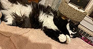 Babyface Killah joined the competition — help win amazing prizes! cat, tuxedo_cat, black_and_white, fluffy, long_hair, pet, animal, indoors, blanket, cozy, lounging, lying_down, upside_down, green_eyes, whiskers, paws, window, curtains, furniture, portrait