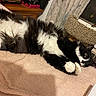 cat, tuxedo_cat, black_and_white, fluffy, long_hair, pet, animal, indoors, blanket, cozy, lounging, lying_down, upside_down, green_eyes, whiskers, paws, window, curtains, furniture, portrait