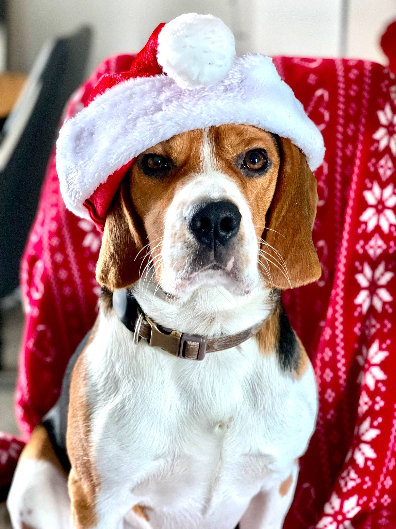 Ryo a rejoint le concours — aidez-le/la à gagner de superbes lots ! canidae, carnivore, collar, companion_dog, costume_hat, dog, dog_breed, dog_clothes, dog_collar, dog_supply, event, eyewear, fawn, fur, leash, pet_supply, snout, sporting_group, whiskers, working_animal