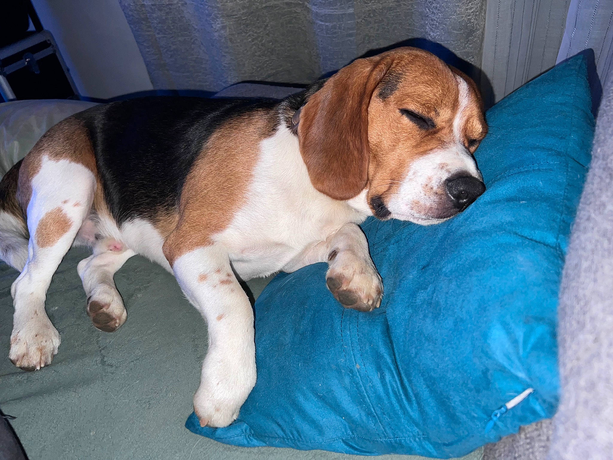 Ryo participe au concours pour gagner de l'argent avec cette photo : beagle_harrier, beaglier, bored, canidae, carnivore, comfort, companion_dog, dog, dog_breed, fawn, hound, hunting_dog, liver, paw, scent_hound, snout, sporting_group, tail, terrestrial_animal, working_animal