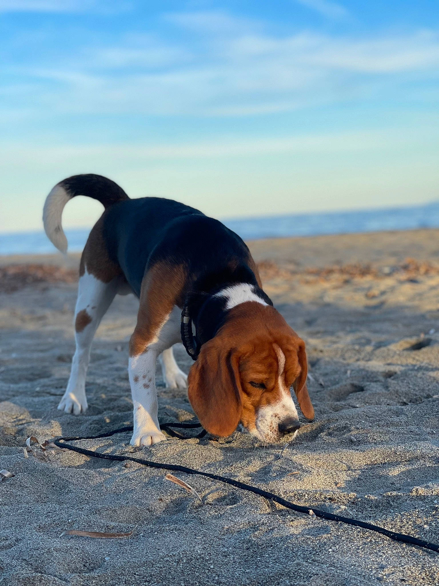 Ryo participe au concours pour gagner de l'argent avec cette photo : basset_artesien_normand, beagle, beagle_harrier, canidae, carnivore, cloud, collar, companion_dog, dog, dog_breed, fawn, hound, hunting_dog, landscape, leash, scent_hound, sky, sporting_group, tail, working_dog