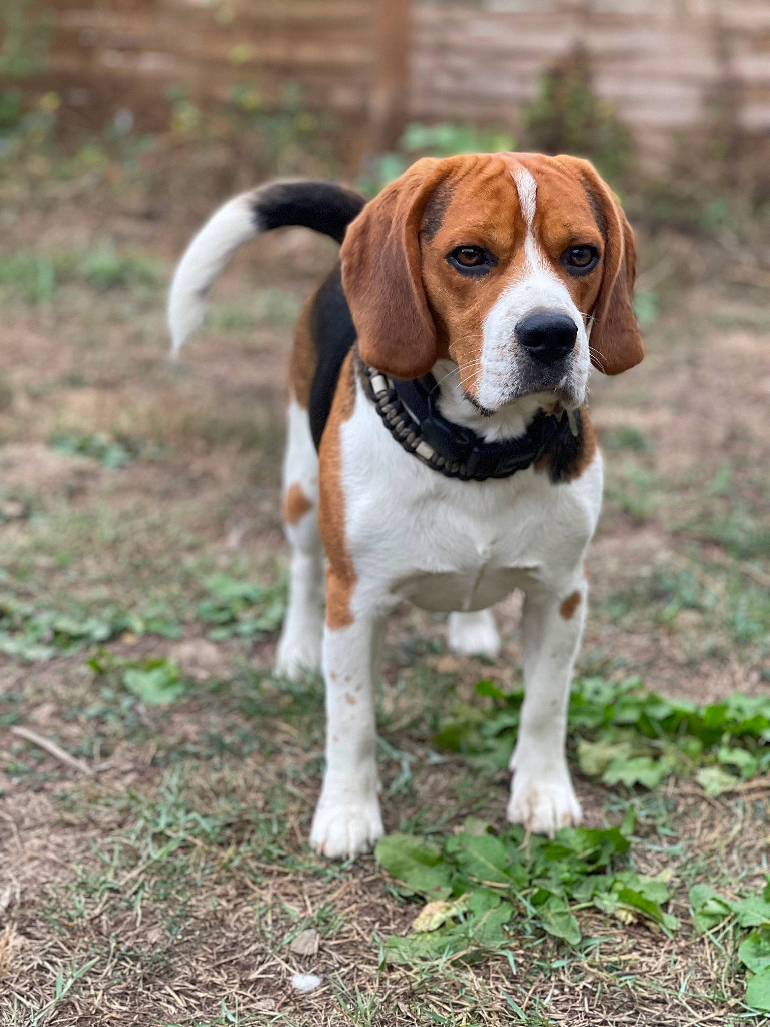 Ryo participe au concours pour gagner de l'argent avec cette photo : ancient_dog_breeds, beagle, beagle_harrier, beaglier, canidae, carnivore, collar, companion_dog, dog, dog_breed, finnish_hound, grass, hound, liver, plant, puppy, scent_hound, sporting_group, tail, terrestrial_animal