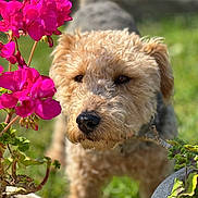 Luma participe au concours pour gagner de l'argent avec cette photo : dog, flower, pink_flower, garden, plant_pot, curly_fur, outdoor, greenery, pet, nature, closeup, sniffing, canine, summer, sunlight, blurred_background, leaf, animal, cute, fur
