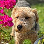 dog, flower, pink_flower, garden, plant_pot, curly_fur, outdoor, greenery, pet, nature, closeup, sniffing, canine, summer, sunlight, blurred_background, leaf, animal, cute, fur