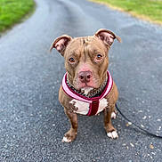 Orka participe au concours pour gagner de l'argent avec cette photo : dog, animal, pet, brown_dog, pink_harness, outdoor, pavement, road, closeup, portrait, leash, ears, eyes, sitting, canine, nature, grass, walk, focused, background_blur