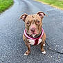 dog, animal, pet, brown_dog, pink_harness, outdoor, pavement, road, closeup, portrait, leash, ears, eyes, sitting, canine, nature, grass, walk, focused, background_blur