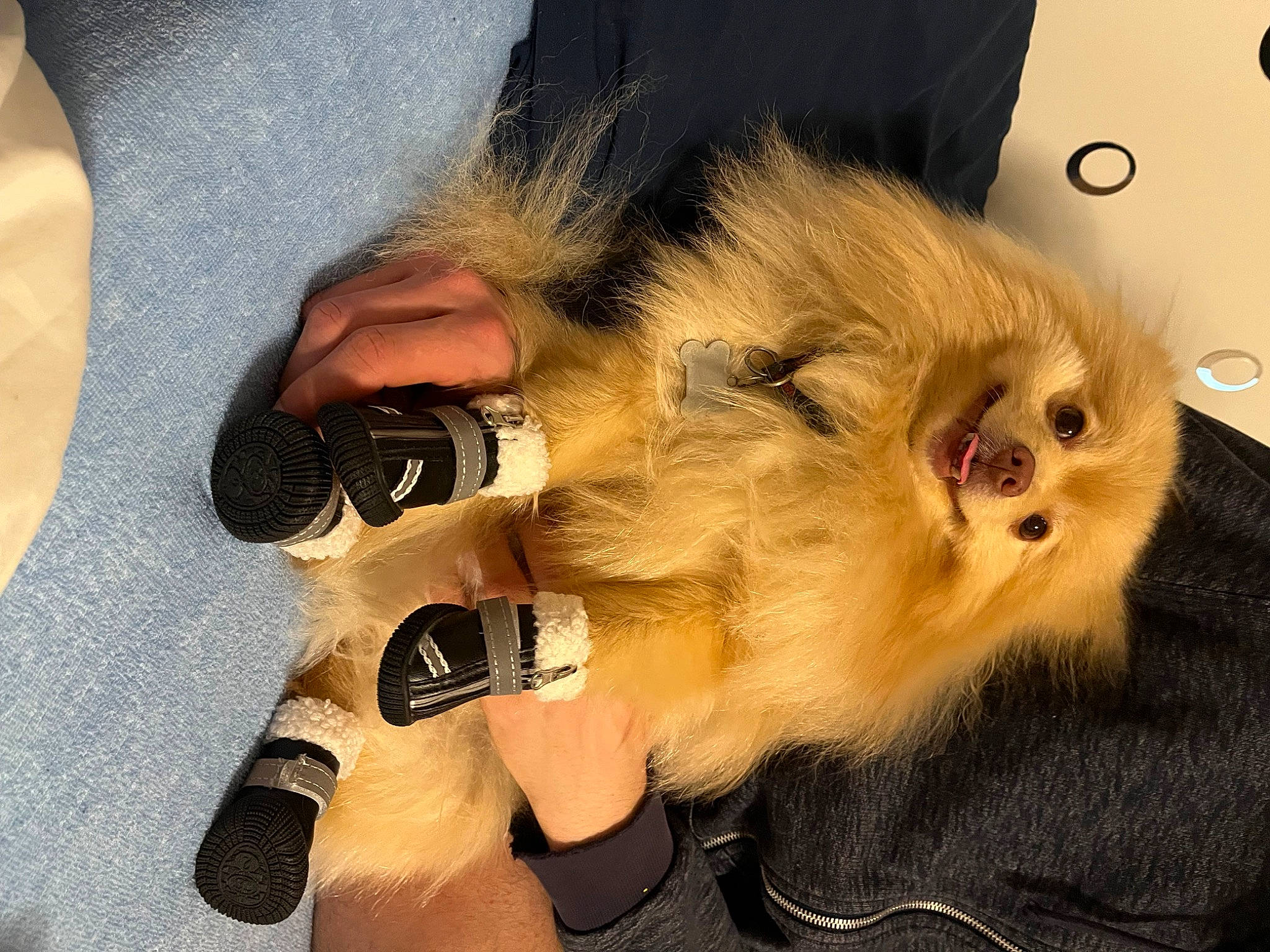 Peepoodo participe au concours pour gagner de l'argent avec cette photo : carnivore, companion_dog, dog_breed, eyewear, fawn, felidae, foot, fur, german_spitz, glasses, human_leg, nail, paw, personal_protective_equipment, selfie, small_to_medium_sized_cats, spitz, sunglasses, whiskers, wrist