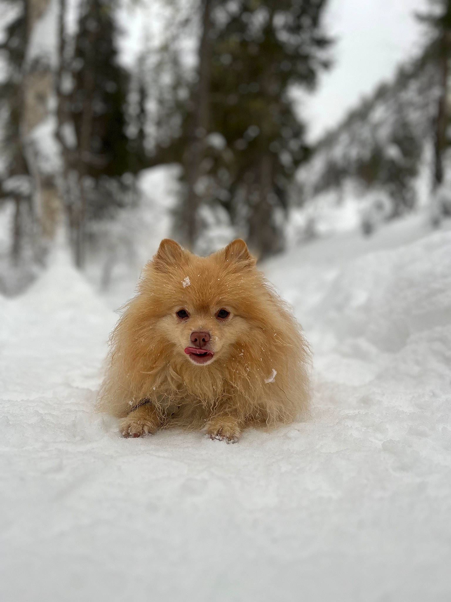 Peepoodo a rejoint le concours — aidez-le/la à gagner de superbes lots ! canidae, carnivore, companion_dog, dog, dog_breed, dog_supply, fawn, freezing, german_spitz, german_spitz_klein, liver, pet_supply, snout, snow, spitz, sporting_group, tree, whiskers, winter, working_animal