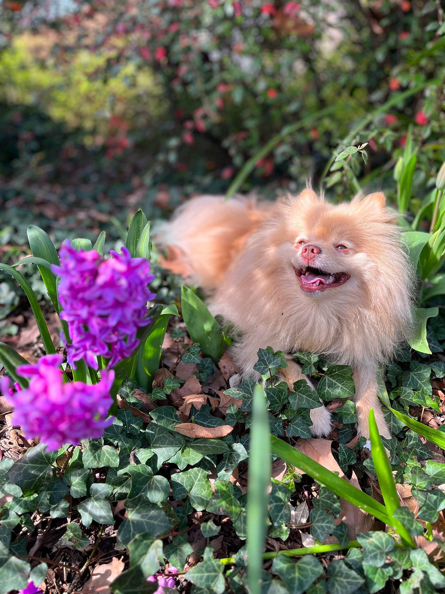Peepoodo a rejoint le concours — aidez-le/la à gagner de superbes lots ! annual_plant, canidae, companion_dog, dog_breed, fawn, flower, flowering_plant, fur, garden, grass, groundcover, liver, petal, plant, primate, shrub, tail, terrestrial_plant, toy_dog, wildlife