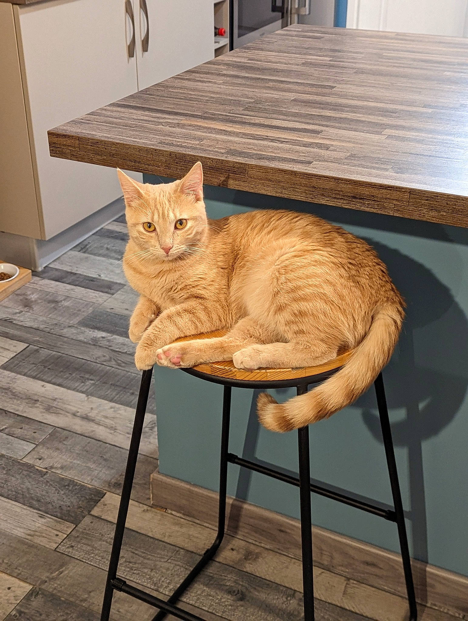 Bonnie a rejoint le concours — aidez-le/la à gagner de superbes lots ! carnivore, cat, chair, comfort, fawn, felidae, floor, flooring, furniture, hardwood, interior_design, outdoor_furniture, pet_supply, plant, small_to_medium_sized_cats, table, tail, whiskers, window, wood