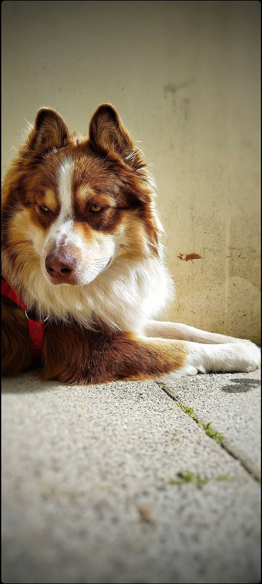 Tiloup a rejoint le concours — aidez-le/la à gagner de superbes lots ! ancient_dog_breeds, canidae, carnivore, companion_dog, dog, dog_breed, flooring, fur, herding_dog, rectangle, shadow, sporting_group, terrestrial_animal, toy_dog, whiskers, wildlife, working_animal, working_dog