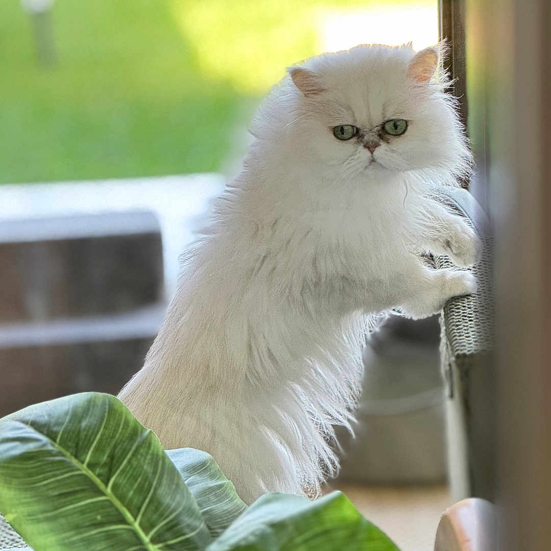 Darlene Vicknair joined the competition — help win amazing prizes! animal, blurred_background, cat, cozy, curious, feline, fluffy, garden, green_eyes, grumpy_expression, home, indoor, leaf, looking_out, pet, plant, standing, sunlight, white_cat, window