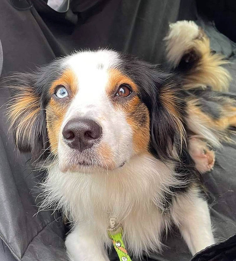 Blue a rejoint le concours — aidez-le/la à gagner de superbes lots ! canidae, carnivore, companion_dog, dog, dog_breed, eye, fur, head, herding_dog, iris, photography, puppy, snout, sporting_group, terrestrial_animal, whiskers, working_animal, working_dog