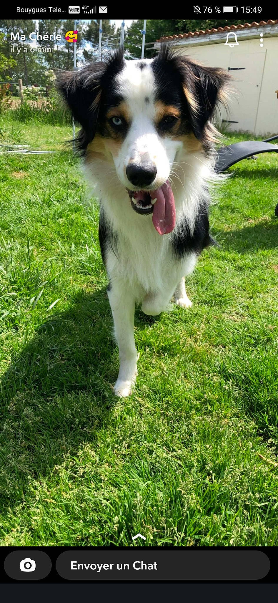 Blue a rejoint le concours — aidez-le/la à gagner de superbes lots ! australian_collie, australian_shepherd, border_collie, carnivore, companion_dog, dog, dog_breed, fur, grass, groundcover, herding_dog, lawn, plant, scotch_collie, snout, terrestrial_animal, working_animal, working_dog