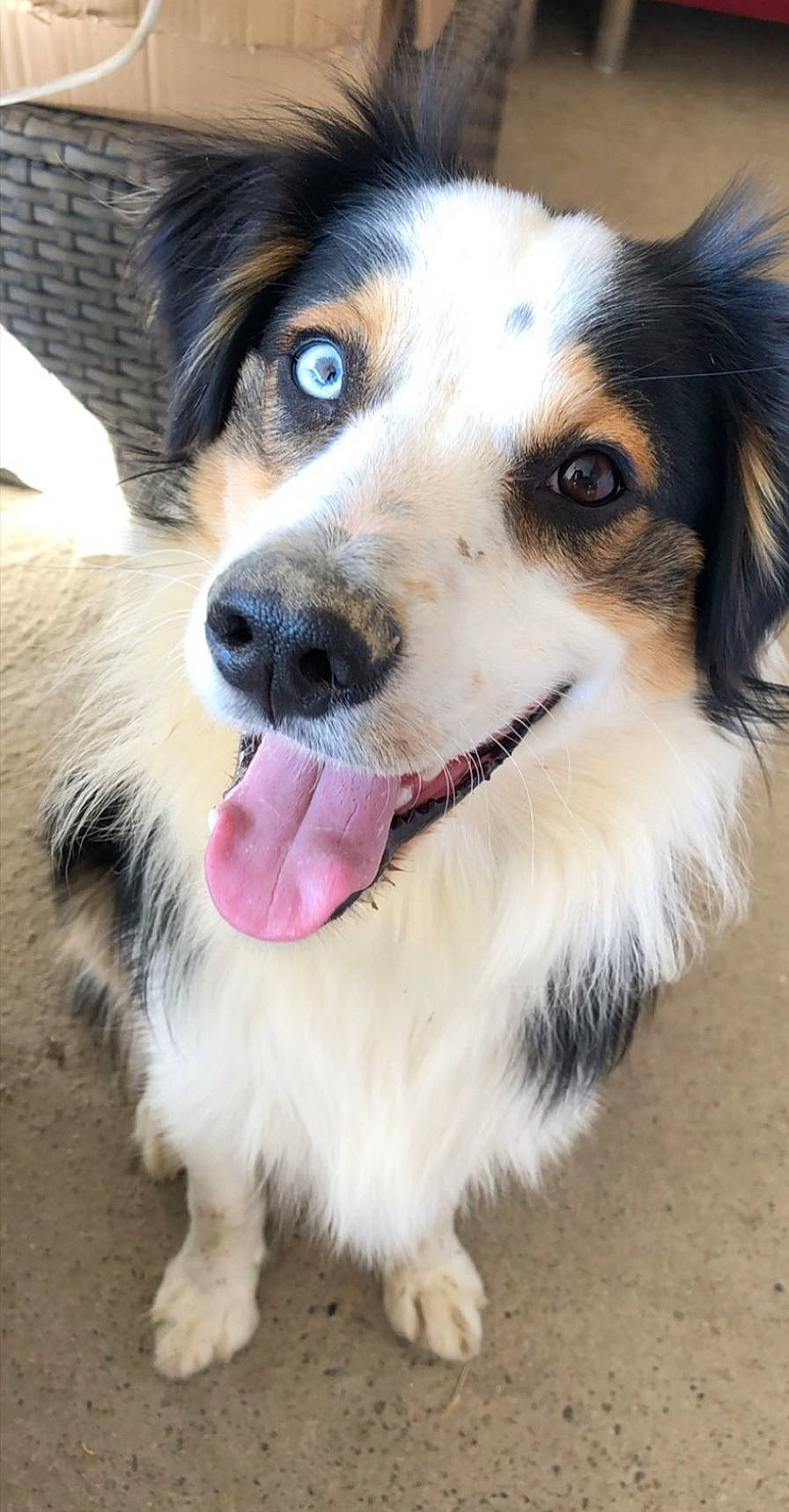 Blue participe au concours pour gagner de l'argent avec cette photo : australian_shepherd, bernese_mountain_dog, canidae, carnivore, collar, companion_dog, dog, dog_breed, foot, fur, herding_dog, light, paw, photography, plant, snout, sporting_group, terrestrial_animal, whiskers, working_dog