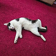 Leo is registered to the contest to win money with this photo: cat, black_and_white, sleeping, carpet, red_carpet, indoor, furniture, couch, pet, relaxing, animal, domestic_cat, cozy, resting, fur, whiskers, tail, floor, laying_down, home