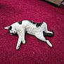 cat, black_and_white, sleeping, carpet, red_carpet, indoor, furniture, couch, pet, relaxing, animal, domestic_cat, cozy, resting, fur, whiskers, tail, floor, laying_down, home