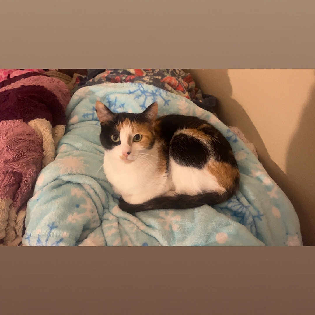 Macy joined the competition — help win amazing prizes! animal, bed, bedroom, blanket, cat, couch, cushion, face, furniture, head, homedecor, indoors, kitten, linen, manx, person, pet, quilt, room, sleeping