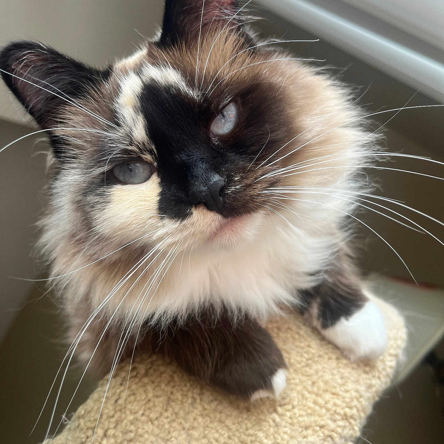 Myla