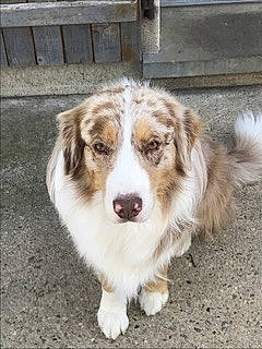 Osiris a rejoint le concours — aidez-le/la à gagner de superbes lots ! ancient_dog_breeds, australian_collie, canidae, carnivore, companion_dog, dog, dog_breed, fur, gun_dog, herding_dog, sporting_group, whiskers, working_dog