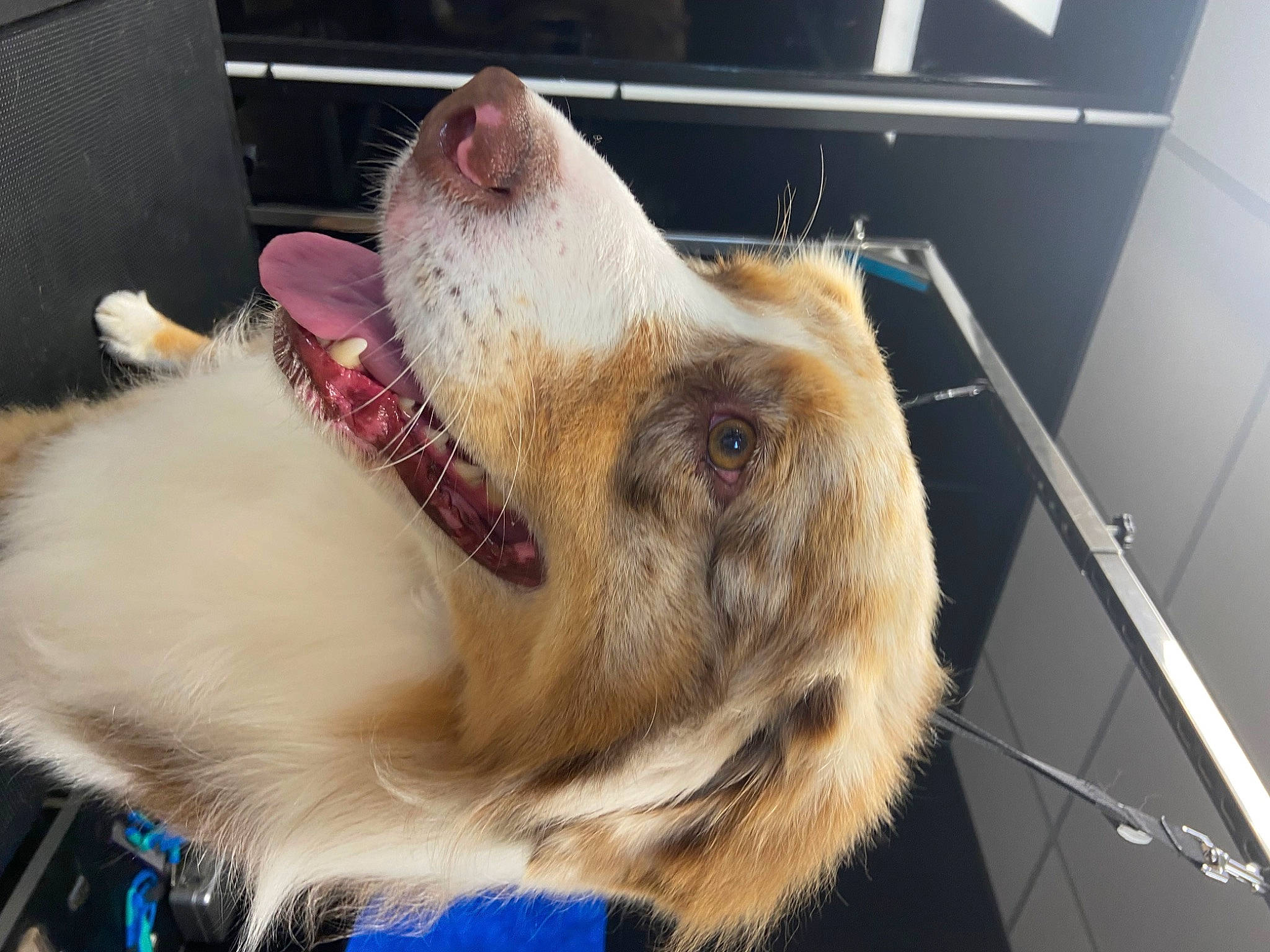 Osiris a rejoint le concours — aidez-le/la à gagner de superbes lots ! canidae, carnivore, claw, collar, companion_dog, dog_breed, fang, fawn, felidae, fur, gesture, paw, service, small_to_medium_sized_cats, snout, sporting_group, terrestrial_animal, whiskers, working_animal, yawn