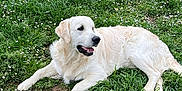 Vaïko participe au concours pour gagner de l'argent avec cette photo : animal, canine, cute, daylight, dog, flowers, friendly, fur, golden_retriever, grass, greenery, happy, laying_down, mammal, nature, outdoor, pet, relaxed, summer, tongue_out