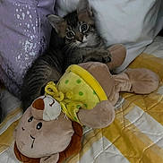 Louis joined the competition — help win amazing prizes! kitten, cat, tabby, plush_toy, lion_toy, bed, pillow, quilt, yellow, purple, cute, pet, animal, indoor, cozy, soft, playful, resting, fur, whiskers