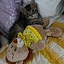 kitten, cat, tabby, plush_toy, lion_toy, bed, pillow, quilt, yellow, purple, cute, pet, animal, indoor, cozy, soft, playful, resting, fur, whiskers