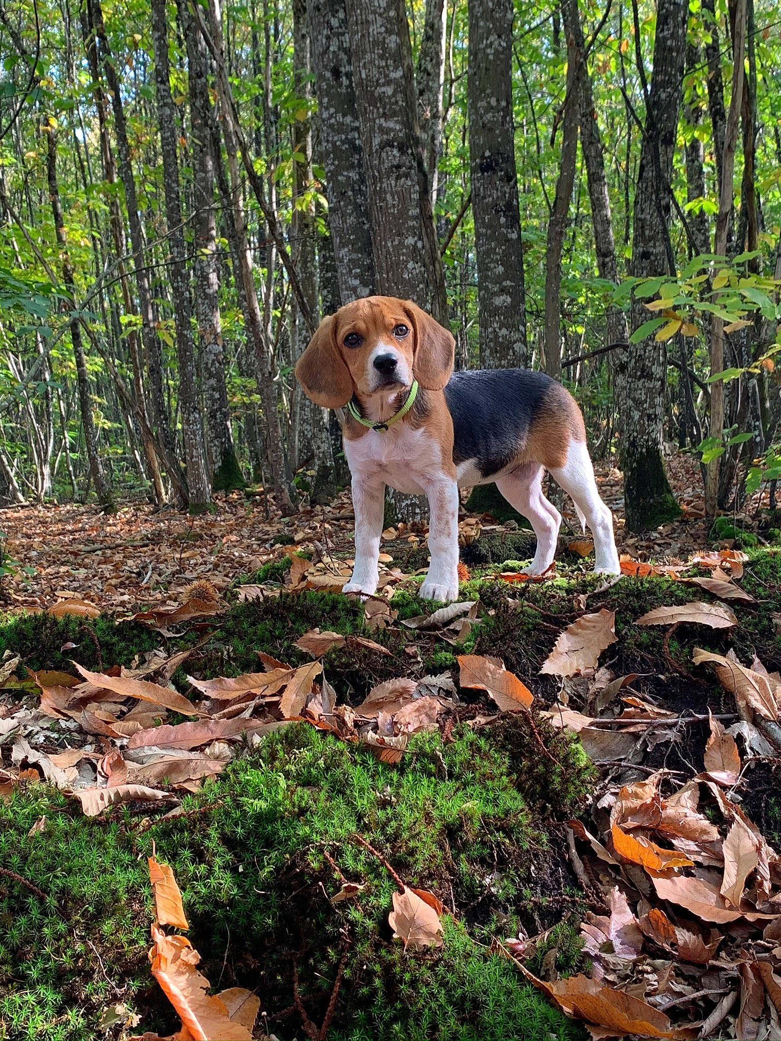 Ruby participe au concours pour gagner de l'argent avec cette photo : beagle, beaglier, biome, carnivore, companion_dog, deciduous, dog, dog_breed, fawn, forest, groundcover, grove, hound, nature_reserve, northern_hardwood_forest, old_growth_forest, scent_hound, terrestrial_plant, trunk, woodland
