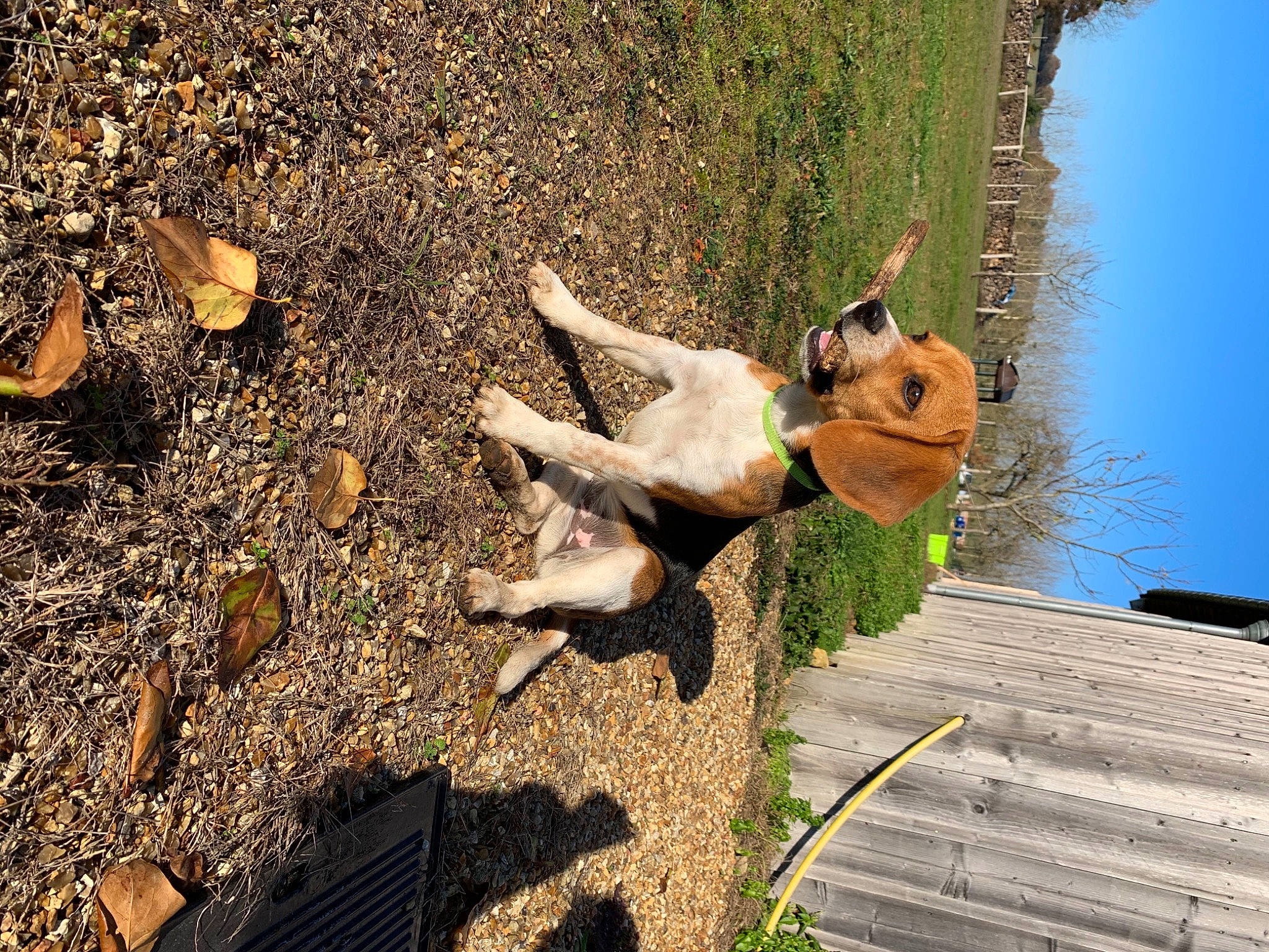 Ruby participe au concours pour gagner de l'argent avec cette photo : boardwalk, canidae, carnivore, companion_dog, dog, dog_breed, fawn, fur, paw, shadow, sporting_group, tail, working_dog