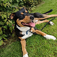 Urka a rejoint le concours — aidez-le/la à gagner de superbes lots ! accessories, animal, appenzeller, beagle, bulldog, canine, dog, grass, hound, husky, lawn, leaf, leash, nature, outdoors, pet, plant, puppy, strap, yard