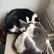 Mogwai a rejoint le concours — aidez-le/la à gagner de superbes lots ! cat, cats, sleeping, curled_up, tuxedo_cat, grey_and_white_cat, pair, radiator, windowsill, indoor, pet, fur, nap, cozy, resting, perch, closeup, domestic_animal, whiskers, soft_texture