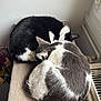 cat, cats, sleeping, curled_up, tuxedo_cat, grey_and_white_cat, pair, radiator, windowsill, indoor, pet, fur, nap, cozy, resting, perch, closeup, domestic_animal, whiskers, soft_texture