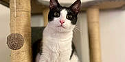 Mogwai a rejoint le concours — aidez-le/la à gagner de superbes lots ! cat, tuxedo_cat, black_and_white, cat_tree, scratching_post, toy_ball, paws, whiskers, ears, eyes, nose, fur, sitting, portrait, indoor, pet, feline, curious, perching, cozy