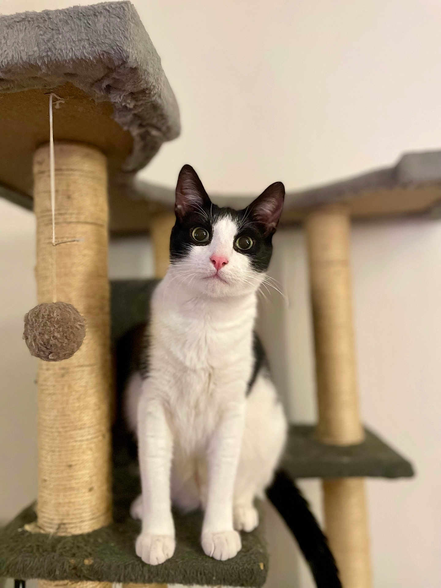 Mogwai a rejoint le concours — aidez-le/la à gagner de superbes lots ! cat, tuxedo_cat, black_and_white, cat_tree, scratching_post, toy_ball, paws, whiskers, ears, eyes, nose, fur, sitting, portrait, indoor, pet, feline, curious, perching, cozy