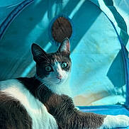 Guizmo participe au concours pour gagner de l'argent avec cette photo : cat, feline, pet, blue_tent, green_eyes, whiskers, fur, ears, paws, portrait, close_up, relaxed, indoor, fabric, sunlight, shadow, lounge, curiosity, tabby, white_markings