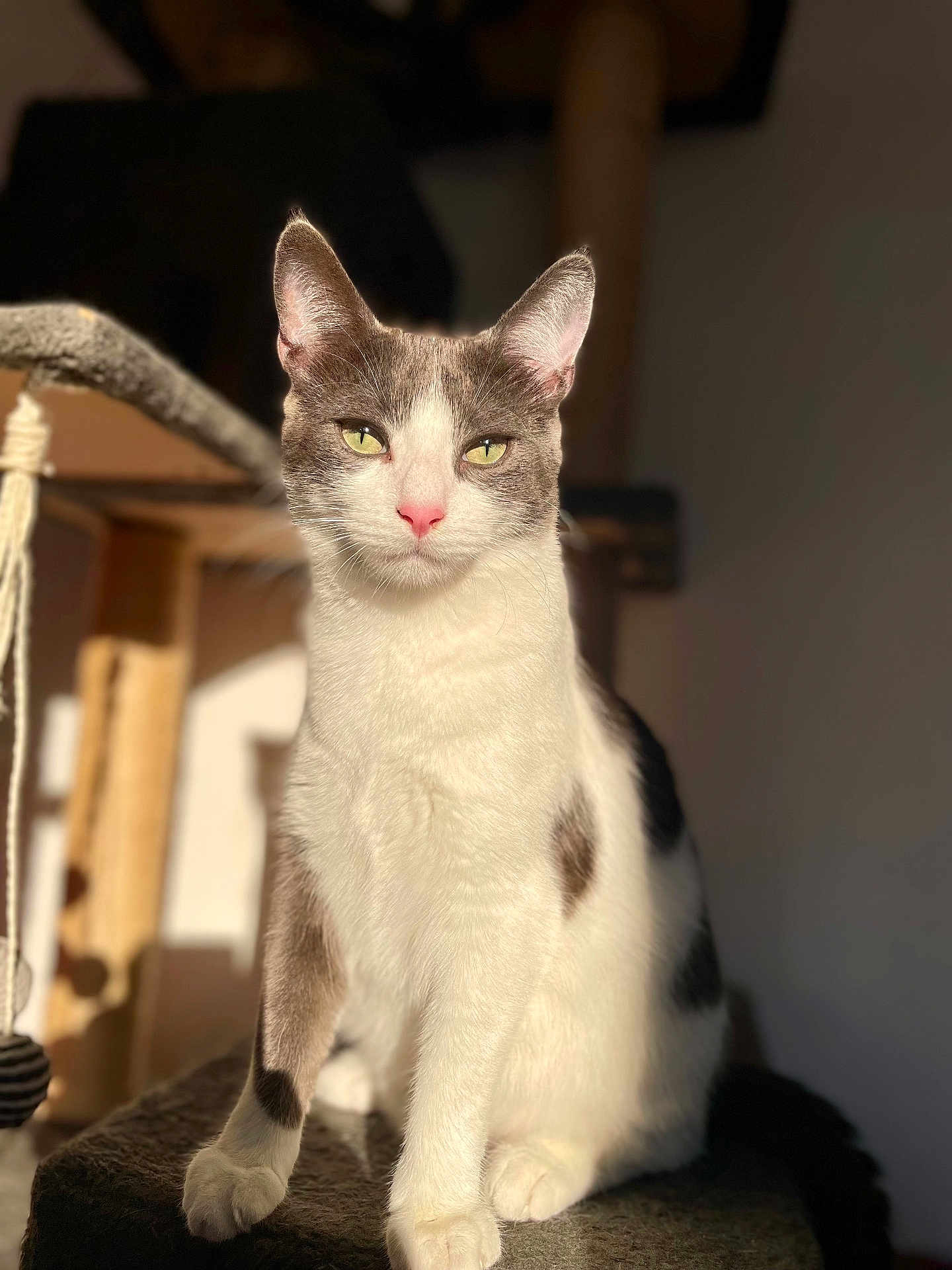 Guizmo a rejoint le concours — aidez-le/la à gagner de superbes lots ! cat, feline, pet, indoor, portrait, whiskers, ears, green_eyes, pink_nose, white_fur, grey_fur, sitting, sunlight, shadow, cat_tree, paws, closeup, domestic, cozy, soft_texture