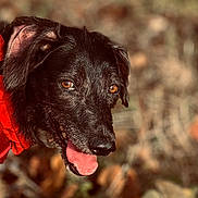 Harley a rejoint le concours — aidez-le/la à gagner de superbes lots ! dog, black_dog, animal, pet, canine, tongue_out, red_jacket, outdoor, nature, blurred_background, happy, fur, ears, eyes, snout, close_up, portrait, autumn, leaves, daylight