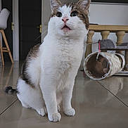 Leo participe au concours pour gagner de l'argent avec cette photo : abyssinian, accessories, animal, architecture, building, cat, chair, clothing, couch, footwear, furniture, hardwood, indoors, kitten, manx, pet, plywood, shoe, strap, wood